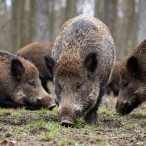 Goede tijden voor de wilde zwijnen: ze zijn dik en vet