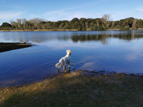 Hond aan de lijn in een woonwijk in Wijchen als illustratie bij een artikel over hondenbelasting